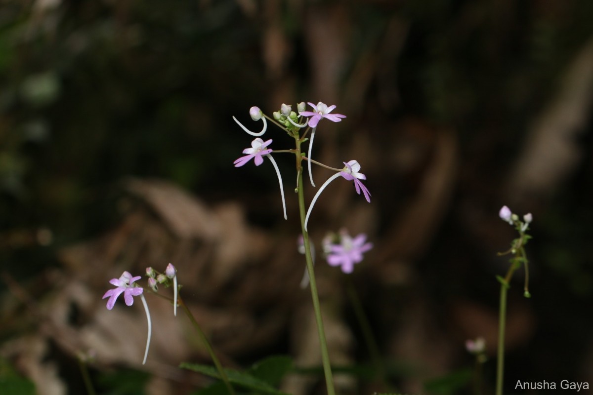 Impatiens lancifolia C.Bandara, Atthanagoda & Kariyawasam